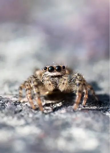 Macro d'une araignée sauteuse (Salticidae) à la Vallée de la Millière, illustrant la micro-faune essentielle à la biodiversité et à l'équilibre naturel du projet de réensauvagement.