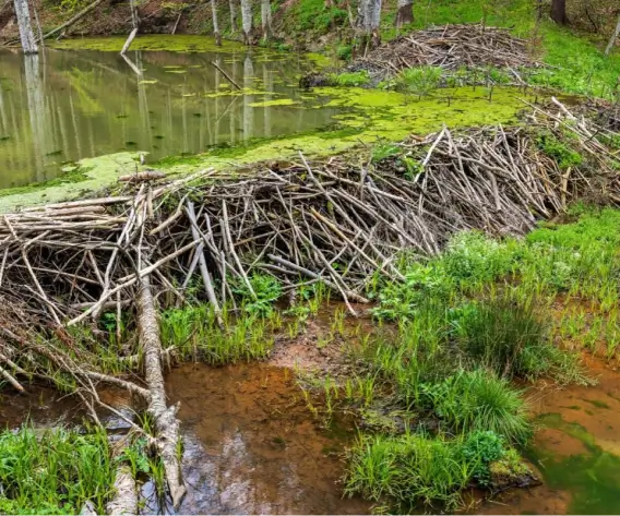 Barrage de castors en bois et branchages dans une zone humide de la Vallée de la Millière, illustrant le réensauvagement et la restauration de la biodiversité aquatique.