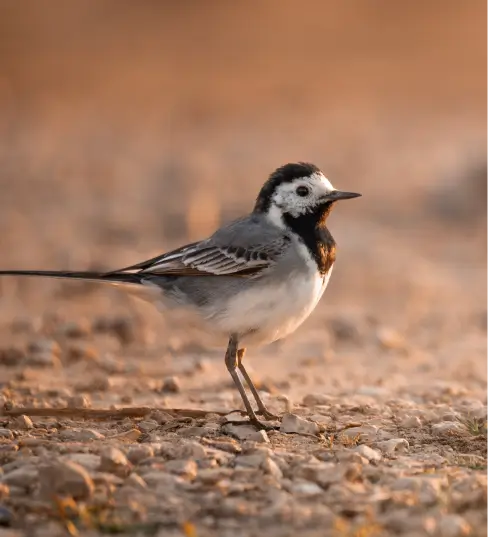 Une Bergeronnette grise au sol dans la Vallée de la Millière, illustrant la richesse de la faune sauvage et le succès du réensauvagement de cette zone humide pour la biodiversité.