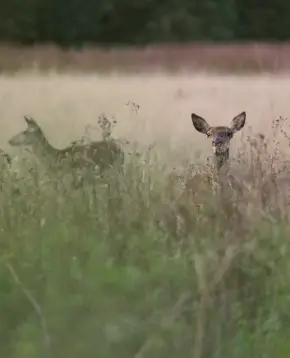 Photographie de deux biches dans une prairie d'herbes hautes au crépuscule. L'un des cervidés regarde directement l'objectif, tandis que l'autre est de profil à l'arrière-plan. Scène de vie sauvage illustrative de la biodiversité animale retrouvée dans la zone humide préservée de la Vallée de la Millière.