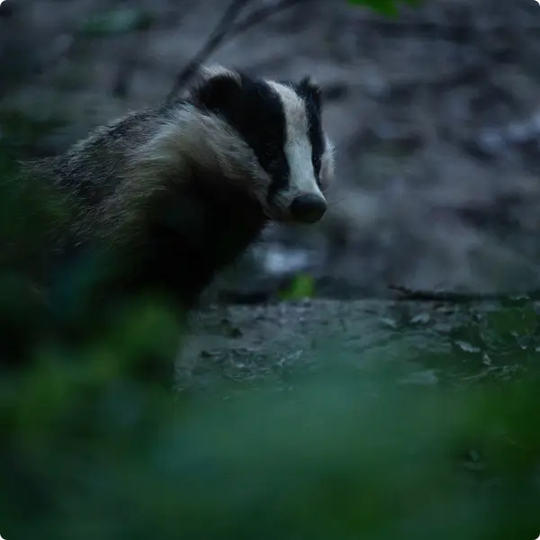 Un blaireau européen sortant de son terrier au crépuscule, symbole de la faune nocturne préservée par l'association la Vallée de la Millière dans sa réserve de biodiversité.