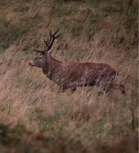 Un Cerf élaphe traversant les hautes herbes de la Vallée de la Millière, témoignant du succès du réensauvagement et du rétablissement de l'équilibre naturel pour la grande faune sauvage.