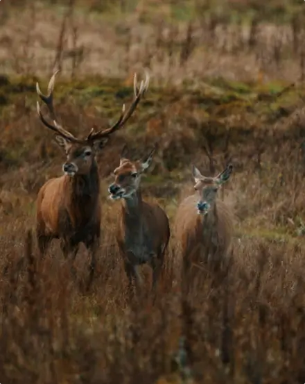 Un cerf élaphe majestueux accompagné de deux biches dans une prairie sauvage, symbole fort du retour des grands mammifères et du rétablissement durable de la faune au sein de la réserve de la Vallée de la Millière.