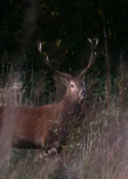 Un grand cerf élaphe observé dans les hautes herbes à la lisière d'un bois de la Vallée de la Millière. Un témoignage fort du retour des grands mammifères et du rétablissement de l'équilibre naturel sur le site de l'association.