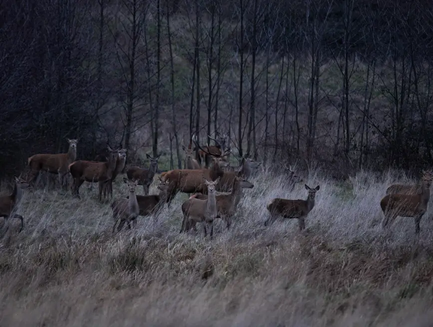 Un groupe de cerfs et de biches à la lisière de la forêt dans la Vallée de la Millière, témoignant du rétablissement de l'équilibre naturel et de l'augmentation de la biodiversité sur ce terrain préservé.