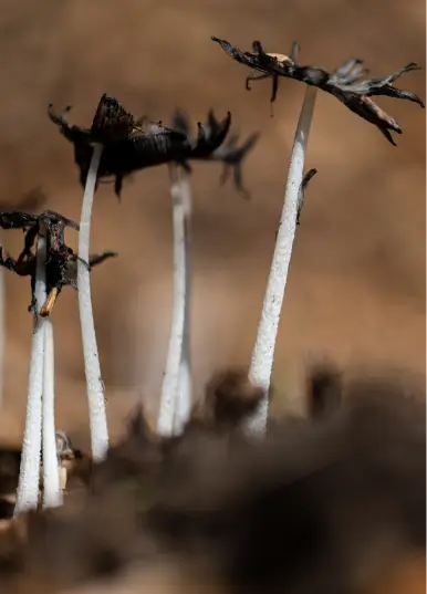 Observation de champignons (Coprins) en fin de cycle dans la Vallée de la Millière, illustrant la richesse de la fonge et le processus naturel de décomposition favorisant la biodiversité.