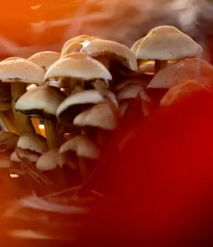 Groupe de champignons sauvages photographiés en gros plan dans la zone humide de la Vallée de la Millière, illustrant le retour de la biodiversité et l'équilibre naturel grâce au réensauvagement.