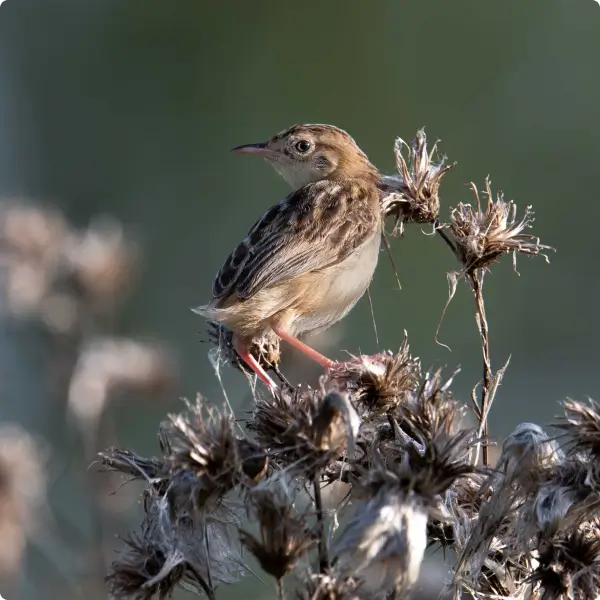 Une Cisticole des joncs perchée sur une plante sauvage, un oiseau typique des zones humides préservées par l'association la Vallée de la Millière dans sa mission de réensauvagement.