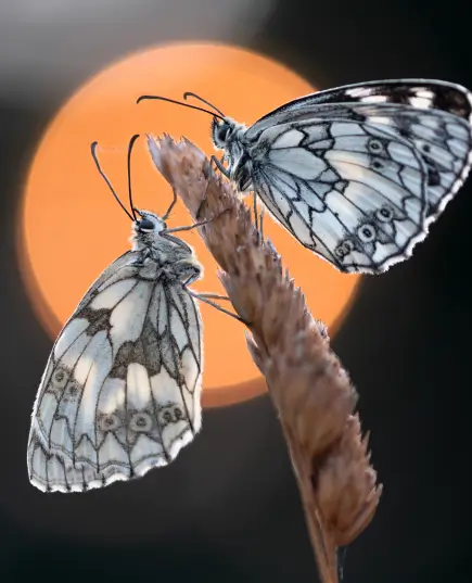 Deux papillons Demi-deuils posés sur une graminée au coucher du soleil à la Vallée de la Millière, symbolisant la richesse de la biodiversité et de la faune au sein de cette réserve en réensauvagement.