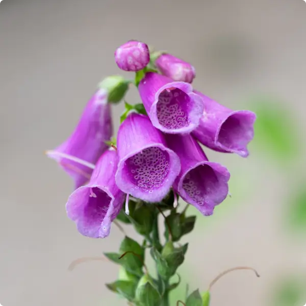 Gros plan sur une digitale pourpre en fleurs, témoignant de la richesse de la flore sauvage et de la diversité végétale préservée à la Vallée de la Millière.