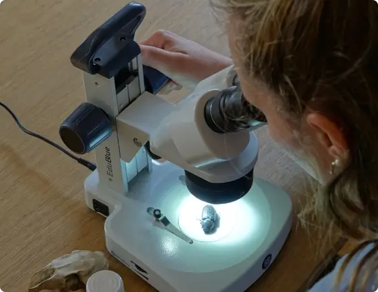 Étude scientifique de la faune à la Vallée de la Millière : observation d'un insecte au microscope pour analyser l'évolution de la biodiversité sur la parcelle en réensauvagement.