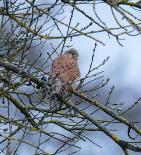 Un Faucon crécerelle posté sur une branche à la Vallée de la Millière, illustrant le retour des prédateurs naturels et la richesse de la faune au sein de cette zone humide en réensauvagement.