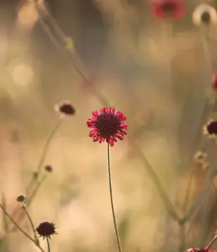 Gros plan d'une fleur de scabieuse pourpre dans une prairie de la Vallée de la Millière, illustrant la régénération de la flore locale et la richesse de la biodiversité végétale sur le site de réensauvagement.