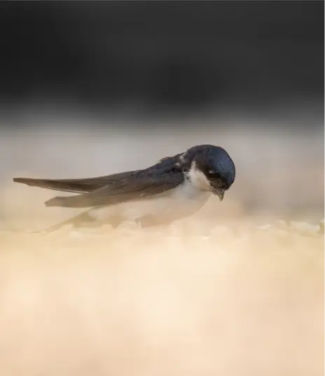 Une Hirondelle de fenêtre observée à la Vallée de la Millière, illustrant l'importance de la zone humide pour l'accueil de la faune aviaire et la préservation de la biodiversité.