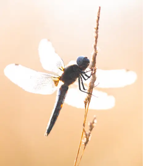 Libellule posée sur une herbe sèche à la Vallée de la Millière, symbole de la richesse de la faune aquatique et du rétablissement de la biodiversité en zone humide.