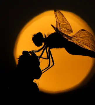 Silhouette d'une libellule en contre-jour sur un soleil couchant orangé à la Vallée de la Millière, symbolisant la richesse de la faune entomologique et la préservation de la biodiversité en zone humide.