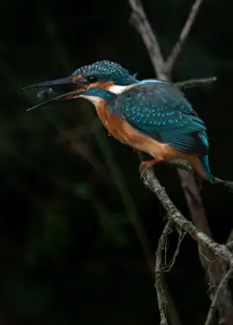Observation de la faune sauvage à la Vallée de la Millière : un magnifique martin-pêcheur d'Europe au plumage bleu et orange est perché sur une branche, une proie dans le bec. Un exemple concret de la biodiversité aquatique retrouvée dans la zone humide grâce au réensauvagement.