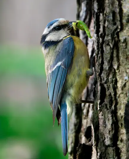 Une Mésange bleue sur un tronc d'arbre avec une chenille dans le bec à la Vallée de la Millière, montrant le rétablissement de l'équilibre naturel et l'interaction entre la faune et la flore.