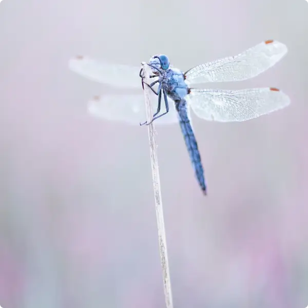 Une libellule bleue aux ailes translucides posée sur une brindille, un bio-indicateur de la qualité des zones humides restaurées par l'association la Vallée de la Millière.