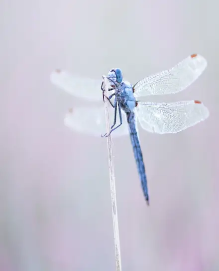 Une libellule bleue (odonate) aux ailes translucides posée sur une brindille, témoignant de la vitalité des zones humides et de la biodiversité retrouvée à la Vallée de la Millière.