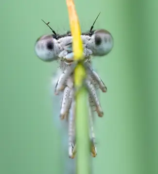 Gros plan macro d'une demoiselle (odonate) sur une tige, illustrant la richesse de la biodiversité des zones humides protégées par l'association la Vallée de la Millière dans sa mission de réensauvagement.