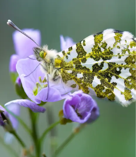 Gros plan d'un papillon Aurore (mâle) butinant une fleur mauve à la Vallée de la Millière, illustrant l'importance des insectes pollinisateurs pour la biodiversité et la flore en zone humide.
