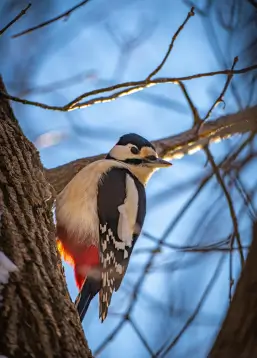 Un Pic épeiche observé sur un tronc d'arbre, symbole du retour de la faune aviaire et du rétablissement de l'équilibre naturel au sein du projet de réensauvagement de la Vallée de la Millière.