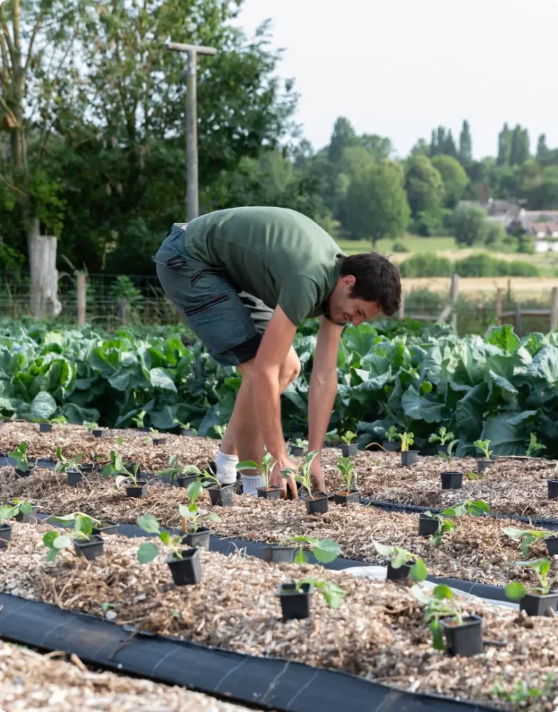 Un jardinier repiquant de jeunes plants dans des parcelles paillées au Jardin des Partages à la Vallée de la Millière, illustrant les méthodes de culture écologique et de production durable.