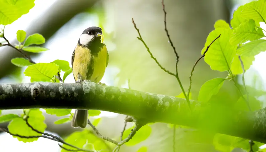 Mésange charbonnière avec une chenille dans le bec sur une branche d'arbre, illustrant la richesse de la faune et le rôle de refuge LPO de la Vallée de la Millière pour la biodiversité.