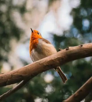 Un rouge-gorge familier perché sur une branche, illustrant l'augmentation de la biodiversité et le suivi de la faune sauvage sur les terres en cours de réensauvagement de la Vallée de la Millière.