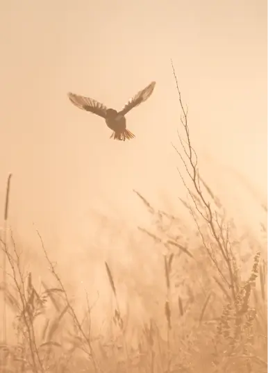 Silhouette d'un oiseau en plein vol au-dessus de la végétation sauvage de la Vallée de la Millière, illustrant le rétablissement de l'équilibre naturel et de la faune en zone humide.