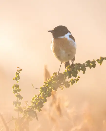 Un oiseau Tarier pâtre perché sur une branche à la Vallée de la Millière, témoignant du retour de la faune sauvage et de l'augmentation de la biodiversité grâce au réensauvagement de la zone humide.