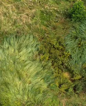 Vue aérienne d'une parcelle en cours de réensauvagement à la Vallée de la Millière, montrant la végétation dense et les herbes hautes d'une zone humide visant à restaurer l'équilibre naturel et la biodiversité.