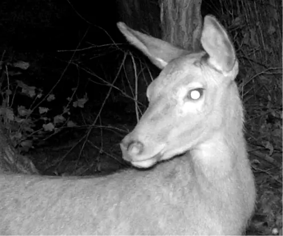 Biche photographiée de nuit par un piège photographique dans la Vallée de la Millière, permettant l'étude scientifique de la faune sauvage et le suivi de la biodiversité sur la parcelle réensauvage.